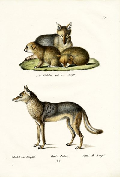 Jackal, 1824 by Karl Joseph Brodtmann